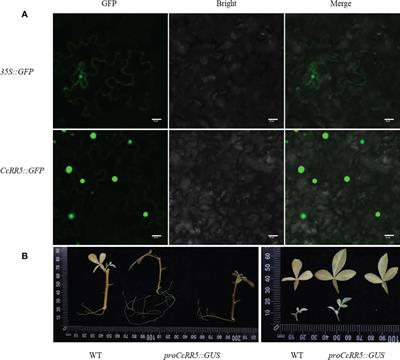 CcRR5 interacts with CcRR14 and CcSnRK2s to regulate the root development in citrus